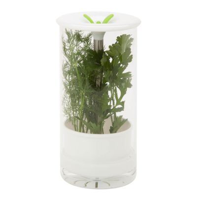 Honey Can Do - Glass Herb Preserver