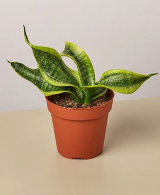 House Plant Shop
