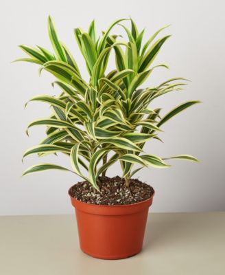 House Plant Shop