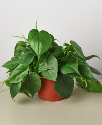 House Plant Shop