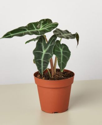 House Plant Shop