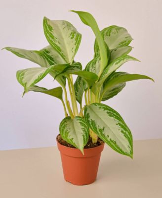 House Plant Shop
