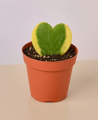 House Plant Shop