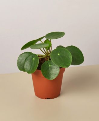 House Plant Shop