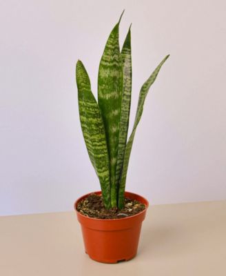 House Plant Shop
