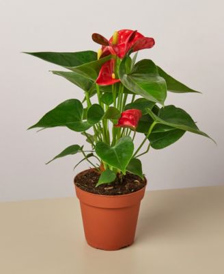 House Plant Shop