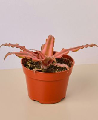 House Plant Shop