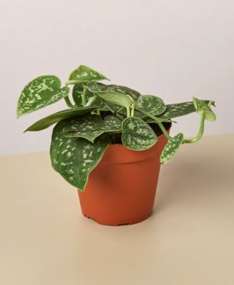House Plant Shop