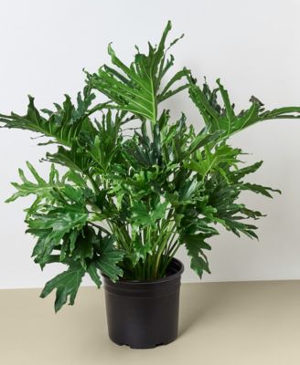 House Plant Shop