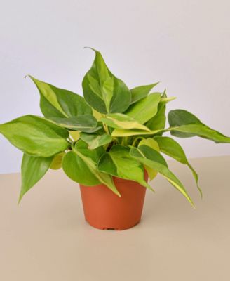 House Plant Shop