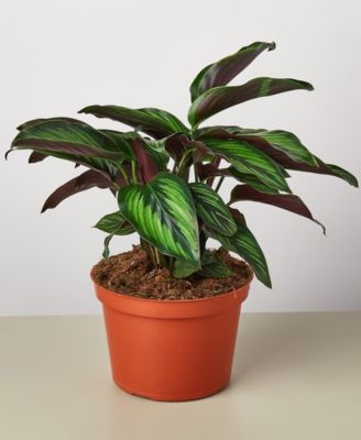 House Plant Shop