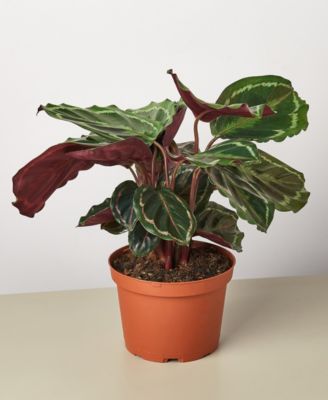 House Plant Shop