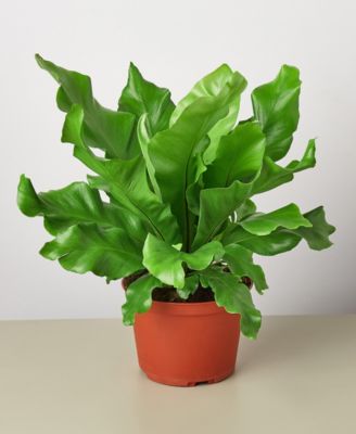 House Plant Shop