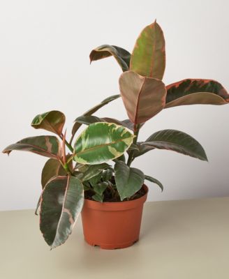 House Plant Shop