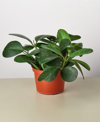 House Plant Shop