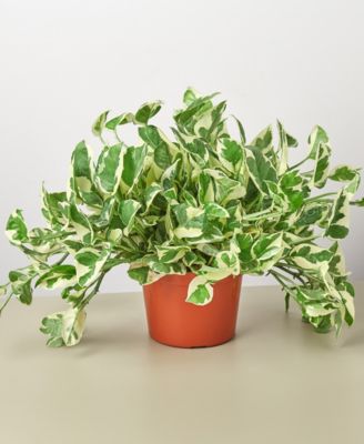 House Plant Shop