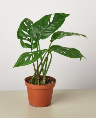 House Plant Shop