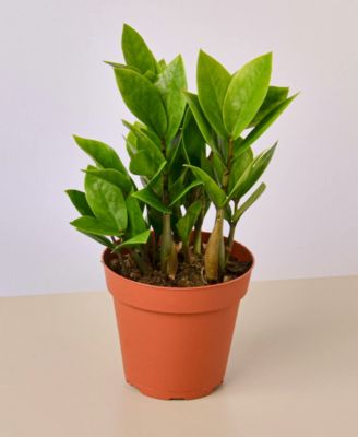 House Plant Shop