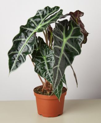 House Plant Shop