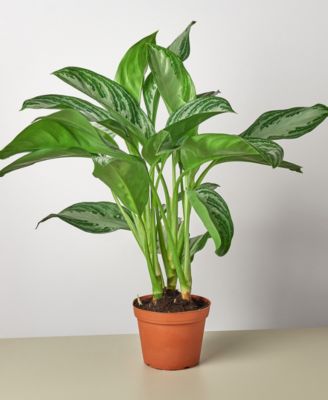 House Plant Shop