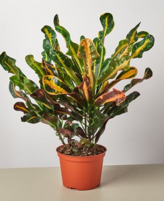 House Plant Shop