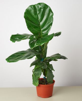 House Plant Shop