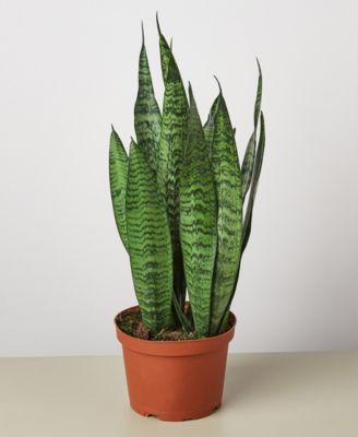 House Plant Shop
