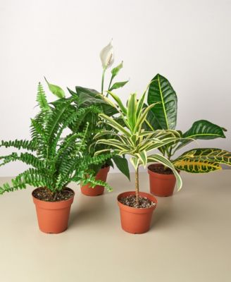 House Plant Shop