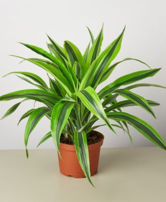 House Plant Shop