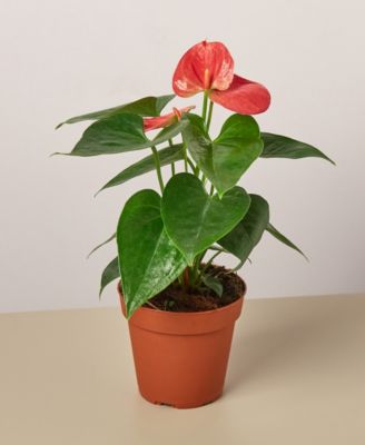 House Plant Shop