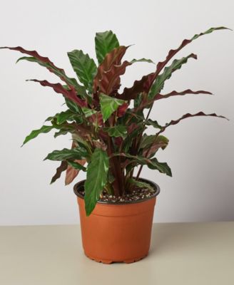 House Plant Shop