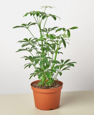 House Plant Shop