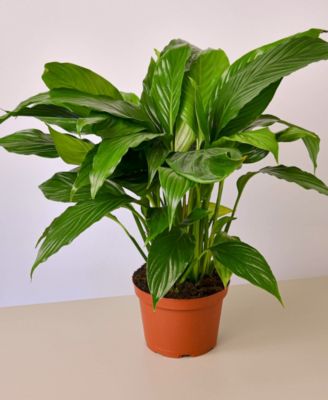 House Plant Shop