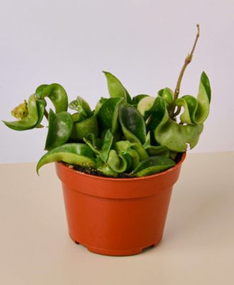House Plant Shop
