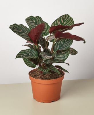 House Plant Shop