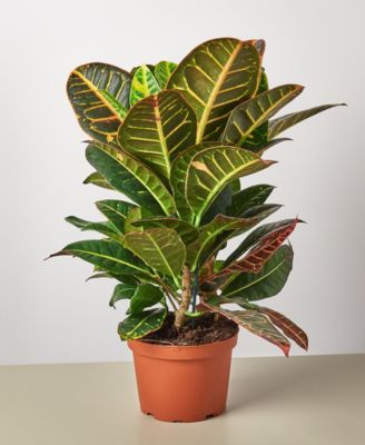 House Plant Shop