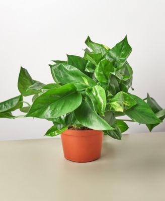 House Plant Shop