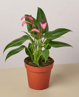 House Plant Shop