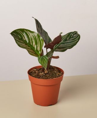 House Plant Shop