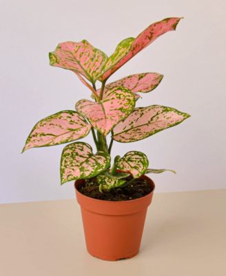 House Plant Shop