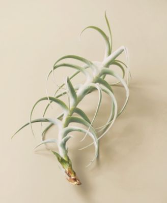 House Plant Shop