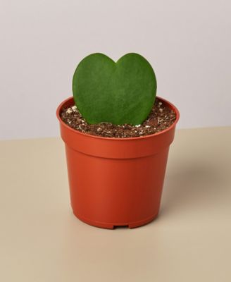 House Plant Shop
