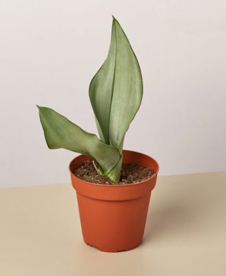House Plant Shop