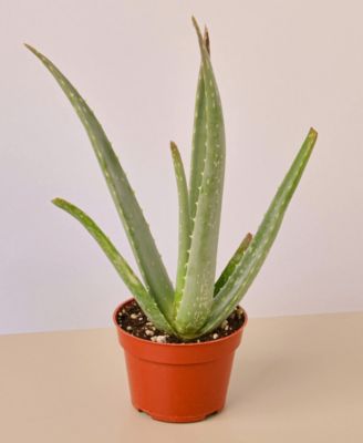 House Plant Shop