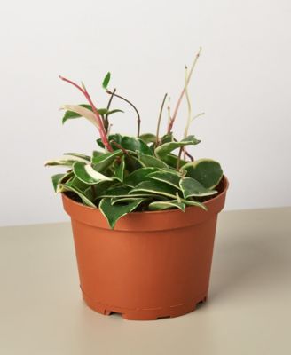 House Plant Shop