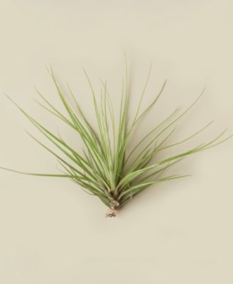 House Plant Shop